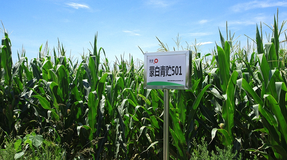 标题：蒙白青贮501
浏览次数：10489
发表时间：2017-08-30 