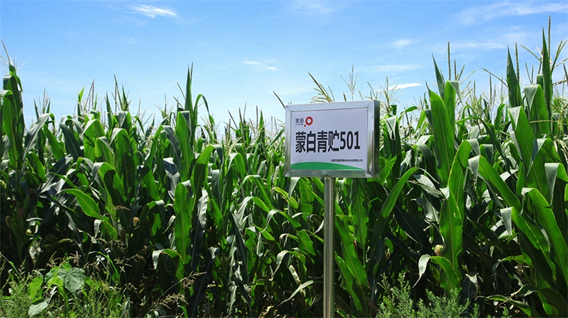 标题：蒙白青贮501
浏览次数：10489
发表时间：2017-08-30