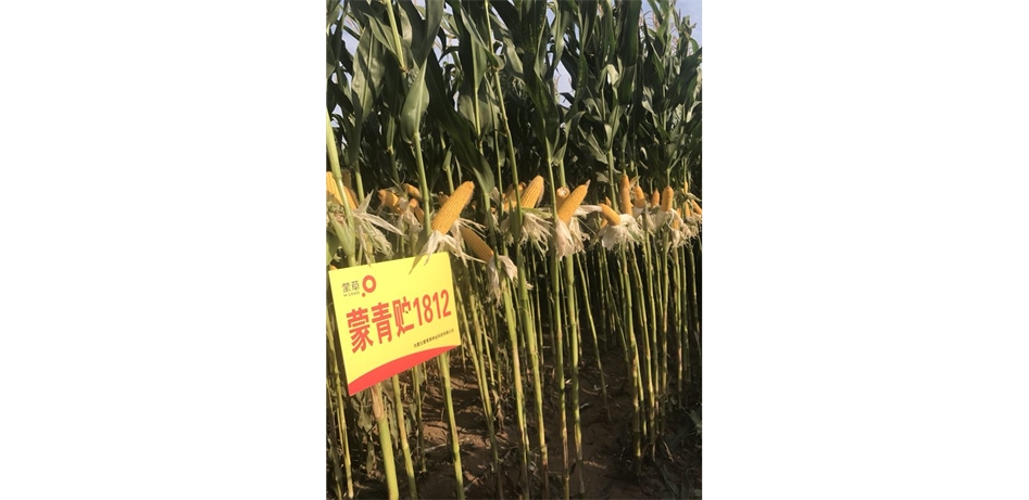 标题：蒙青贮1812
浏览次数：8618
发表时间：2018-08-12