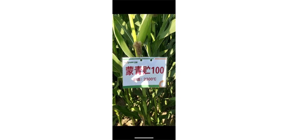 标题：蒙青贮100
浏览次数：707
发表时间：2024-09-29