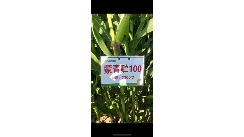标题：蒙青贮100
浏览次数：775
发表时间：2024-09-29