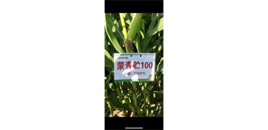 标题：蒙青贮100
浏览次数：706
发表时间：2024-09-29